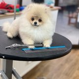 Curly Pets Salon - Salon de cosmetica pentru animale de companie